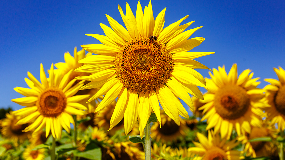 How Sunflowers ''See'' the Sun The Institute for Creation Research